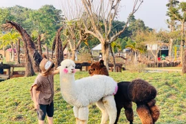 Nông trại ở Gia Lai hút khách nhờ nuôi lạc đà Alpaca