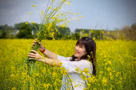 Ngắm cánh đồng hoa cải vàng nở rộ ở ngoại ô Pleiku