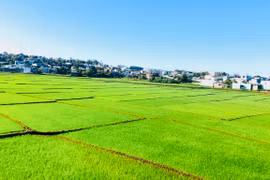 Đồng xanh trong lòng phố