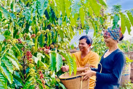 Cà phê Gia Lai tham gia chiến lược thương hiệu và tiếp thị sản phẩm mang chỉ dẫn địa lý Việt Nam