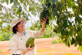 Gia Lai triển khai nhiệm vụ hỗ trợ hệ sinh thái khởi nghiệp đổi mới sáng tạo