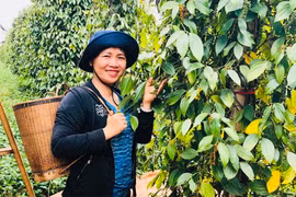 Gia Lai có 32 hợp tác xã nông nghiệp ứng dụng công nghệ cao