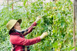 Pleiku có 8 Câu lạc bộ “Nông dân sản xuất, kinh doanh giỏi”