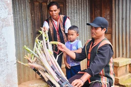 Ông Kơ Pă Jiâu tiên phong đưa cây mía tím về Ia Kênh