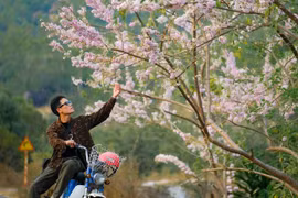 Đỗ mai nở rộ tô điểm sắc xuân cao nguyên Gia Lai 