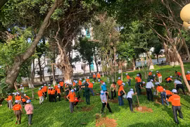 Trồng 100 cây giáng hương trong khuôn viên Quảng trường Đại Đoàn Kết