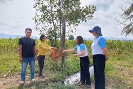 Quỹ Hỗ trợ phụ nữ phát triển tỉnh Gia Lai triển khai nhiệm vụ năm 2024