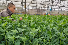 Đak Đoa triển khai dự án trồng hoa cúc trong nhà lồng