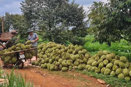 Đức Cơ xây dựng thương hiệu sầu riêng chất lượng cao