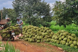 Đức Cơ xây dựng thương hiệu sầu riêng chất lượng cao