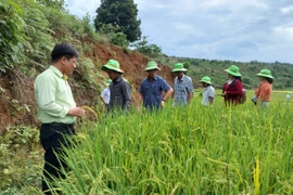 Hội thảo đầu bờ mô hình sản xuất lúa gạo chất lượng cao