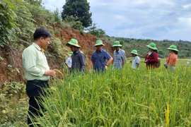 Hội thảo đầu bờ mô hình sản xuất lúa gạo chất lượng cao