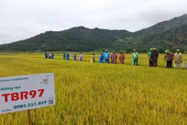 Hội thảo đầu bờ giống lúa nước chất lượng cao