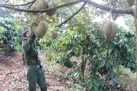 Đẩy mạnh thiết lập xây dựng mã số vùng trồng