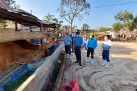 Kiểm tra tình hình dịch bệnh động vật tại huyện Mang Yang