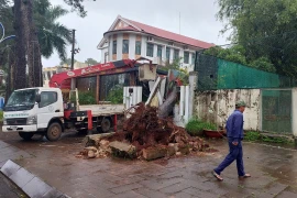 TP. Pleiku: Cây thông cổ thụ bật gốc đổ vào quán cà phê Tennis