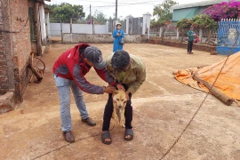 Khó khăn trong tiêm phòng vắc xin bệnh dại ở Gia Lai 