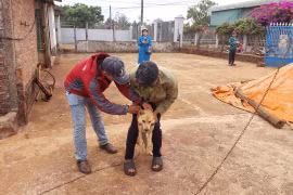 Khó khăn trong tiêm phòng vắc xin bệnh dại ở Gia Lai 