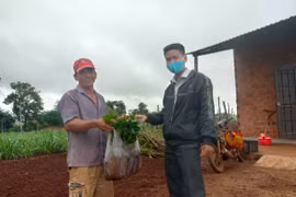 Chư Pưh hỗ trợ hơn 32 ngàn cây giống cà phê chất lượng cao