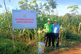 Giống bắp lai VS36 cho năng suất cao