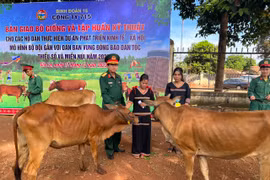 Công ty 715 hỗ trợ 27 con bò sinh sản và tập huấn kỹ thuật chăn nuôi cho người dân