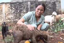 Đức Cơ: Hỗ trợ sinh kế giúp phụ nữ nghèo vươn lên trong cuộc sống