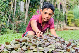 Nông dân thành phố Pleiku làm giàu nhờ đa dạng cây trồng