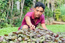 Nông dân thành phố Pleiku làm giàu nhờ đa dạng cây trồng