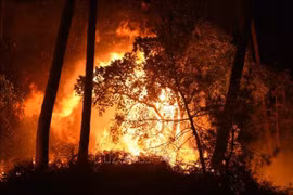 Hơn 1 ngàn ha rừng ở Cu Ba bị cháy