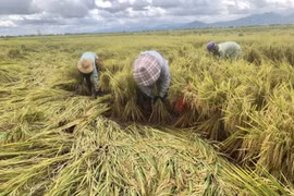 Gia Lai: Tăng cường lãnh đạo, chỉ đạo công tác phòng-chống thiên tai, động đất và tai nạn lao động