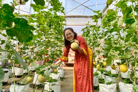 Dưa lưới được trồng tại Khu thực nghiệm khoa học và công nghệ (Sở Khoa học và Công nghệ). Ảnh Hà Duy