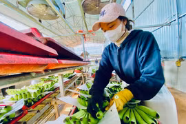 Đóng gói sản phẩm chuối xuất khẩu tại Công ty cổ phần Nông nghiệp công nghệ cao Hưng Sơn (huyện Đak Đoa). Ảnh: Hà Duy