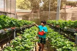 Các vườn dâu sạch rất thu hút khách đến tham quan, chụp ảnh và mua sản phẩm, góp phần phát triển du lịch nông nghiệp. Ảnh Hà Duy