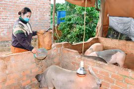 Từ nguồn vốn vay của Ngân hàng Chính sách Xã hội huyện, nhiều hộ nghèo trên địa bàn huyện Đak Đoa đã cố gắng phát triển kinh tế, từng bước vươn lên thoát nghèo. Ảnh Đức Thụy