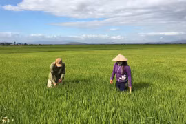 Từ nguồn vốn hỗ trợ cho 3 chương trình mục tiêu quốc gia, người dân vùng đồng bào dân tộc thiểu số trên địa bàn tỉnh đã đầu tư vào sản xuất, từng bước cải thiện đời sống. Ảnh: Hà Duy