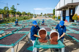 Gia Lai đang nỗ lực đưa công nghệ cao vào sản xuất nông nghiệp nhằm tăng năng suất, góp phần thúc đẩy tăng trưởng xanh. Ảnh: Hà Duy