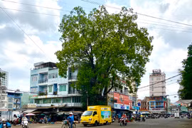 Kể từ ngày 1-4-2024, ngừng tất cả hoạt động kinh doanh, buôn bán thịt, cá, rau, củ, quả, trái cây,... tại khu vực đường Nguyễn Thiện Thuật, Hoàng Văn Thụ, Lê Lai và trong bãi xe số 1 đường Nguyễn Thiện Thuật (TP. Pleiku). Ảnh: Hà Duy