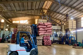 Nhà máy sơ chế cà phê của Công ty TNHH xuất nhập khẩu Hoa Trang-Gia Lai. Ảnh Hà Duy