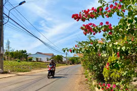 Dải phân cách rực rỡ hoa giấy ngay tại trung tâm xã Glar (huyện Đak Đoa). Ảnh Hà Duy