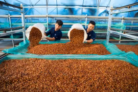 Chế biến cà phê sạch tại Trang trại cà phê Vĩnh Hiệp (xã Ia Tiêm, huyện Chư Sê). Ảnh: H.D