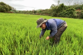 Các hộ đồng bào dân tộc thiểu số cư trú tại các xã khu vực I được vay vốn từ nguồn ngân sách địa phương ủy thác qua Ngân hàng Chính sách xã hội. Ảnh: Hà Duy