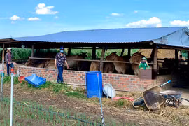 Đak Đoa triển khai đồng bộ, quyết liệt các giải pháp phòng, chống bệnh động vật. Ảnh: Hà Duy