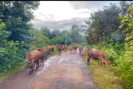 Gần 2.500 lượt hộ nghèo và đối tượng chính sách trên địa bàn huyện Đức Cơ được vay vốn ưu đãi để phát triển kinh tế gia đình. Ảnh Hà Duy