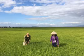 Cơ cấu kinh tế trên địa bàn thị xã Ayun Pa chuyển dịch đúng hướng, đạt kế hoạch đề ra trong năm 2023. Ảnh H.D
