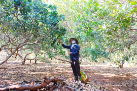 Đức Cơ triển khai dự án hỗ trợ liên kết sản xuất và tiêu thụ sản phẩm cây điều theo chuỗi giá trị. Ảnh Quang Tấn