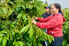 Nhiều HTX mong được tiếp cận nguồn vốn vay ưu đãi để phục vụ hoạt động sản xuất kinh doanh, nâng cao năng lực cạnh tranh. Ảnh: Hà Duy