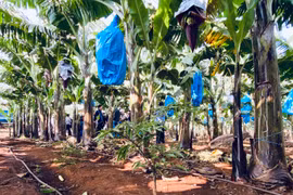 Nhiều doanh nghiệp sử dụng công nghệ tưới nước tiết kiệm kết hợp bón phân cho các trang trại nông nghiệp, góp phần thúc đẩy tăng trưởng xanh. Ảnh: Hà Duy