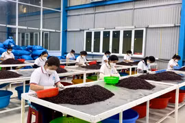 Ngành chế biến chiếm hơn 66% tổng giá trị sản xuất công nghiệp Gia Lai 