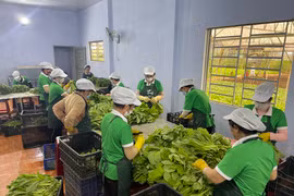 Ưu tiên hỗ trợ các ngành hàng liên kết sản xuất gắn với tiêu thụ 