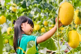 Trồng dưa lưới kết hợp tham quan trải nghiệm